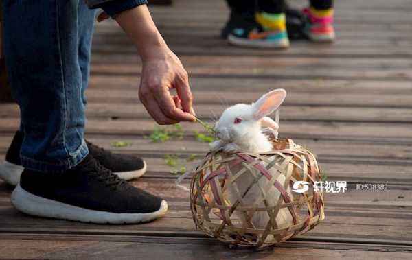 好,用户让我写一篇关于兔年运势的生肖查询文章。首先,我需要确定文章的标题,得吸引人又相关。,内容部分要不少于931个字,涵盖运势分析、生点、健康、财运、感情等方面,象征,事业,挑战,第1张 好,用户让我写一篇关于兔年运势的生肖查询文章。首先,我需要确定文章的标题,得吸引人又相关。,内容部分要不少于931个字,涵盖运势分析、生点、健康、财运、感情等方面,象征,事业,挑战,第1张