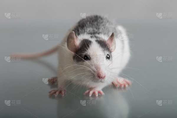 鼠宝宝男孩取名指南,注意事项与灵感来源,命运,挑战,希望,第1张 鼠宝宝男孩取名指南,注意事项与灵感来源,命运,挑战,希望,第1张