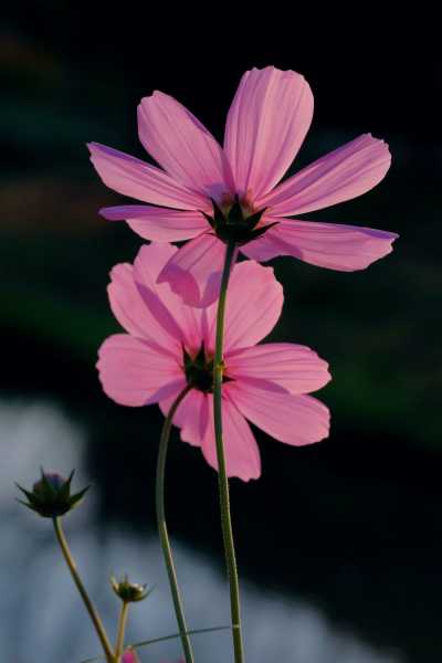 幸福之花,吉凶,解析,象征,命运,事业,第1张 幸福之花,吉凶,解析,象征,命运,事业,第1张