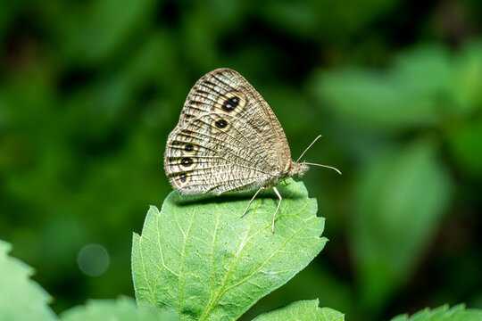 自然界的隐喻,鸟屎中的预兆与解梦启示,象征,挑战,希望,第1张 自然界的隐喻,鸟屎中的预兆与解梦启示,象征,挑战,希望,第1张