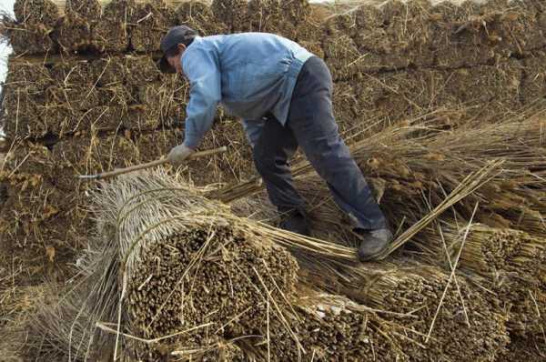 好，用户让我写一篇关于藁字取名吉凶图解释的文章，先写标题，再写内容，内容不少于880字。首先，我需要理解用户的需求。他们可能是在寻找关于汉字藁取名的吉凶，可能用于名字或者文化研究,象征,事业,希望,第1张