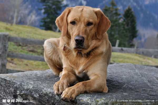 狗年运势大揭秘,12生肖运势全面解析,快来一探究竟!,事业,挑战,希望,第1张 狗年运势大揭秘,12生肖运势全面解析,快来一探究竟!,事业,挑战,希望,第1张