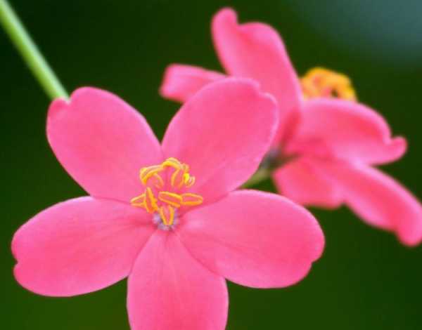 十二星座开什么花最旺财,象征,希望,十二星座,第1张