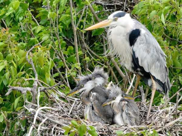 好，用户让我写一篇关于林子枫名字吉凶的文章。首先，我需要确定文章的标题，得吸引人又相关。，内容部分要不少于961个字，涵盖名字的吉凶分析，可能包括名字的含义、笔画数、音调等因素,象征,希望,吉凶,第1张