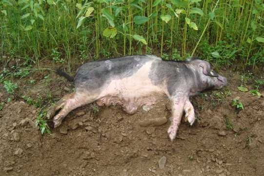 死猪无故摸头的预兆与解梦解析,象征,事业,挑战,第1张