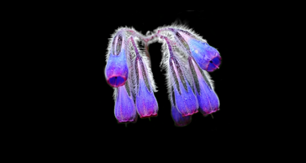 紫草，中的守护神,象征,气场,能量,第1张