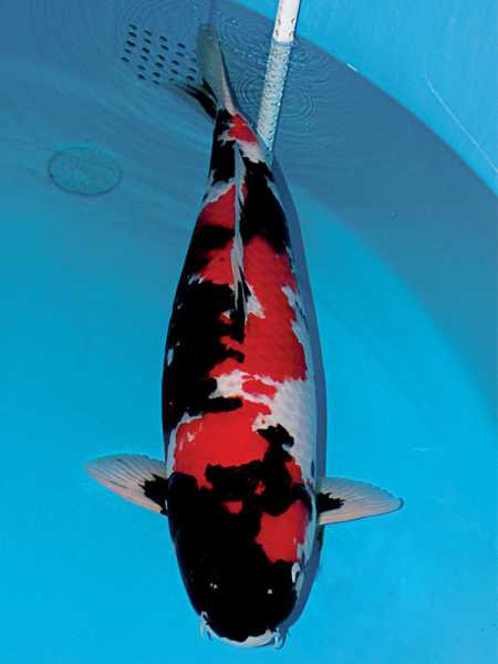 好，用户让我写一篇关于为什么鱼叫锦鲤的文章，标题已经给出，内容要不少于991个字。首先，我需要理解用户的需求。他们可能对和鱼文化感兴趣，或者想了解鱼的由来和文化意义,象征,事业,希望,第1张