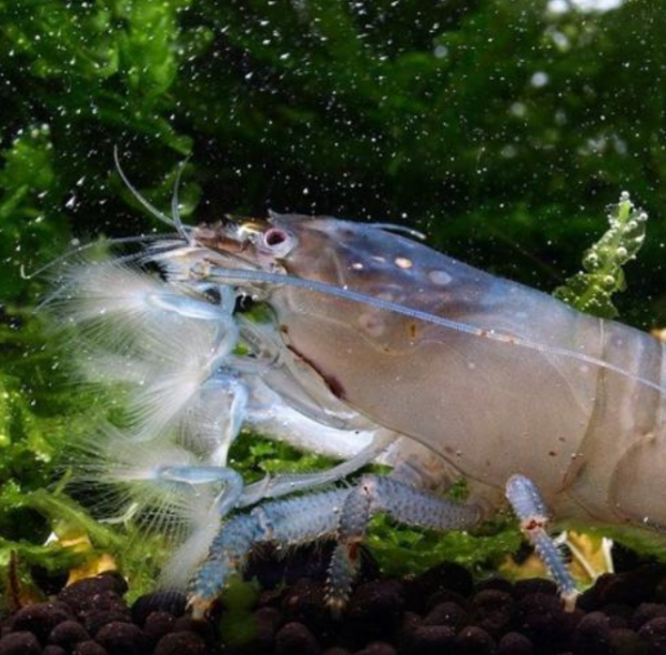 十二星座最爱养的虾，你知道吗？,象征,希望,十二星座,第1张