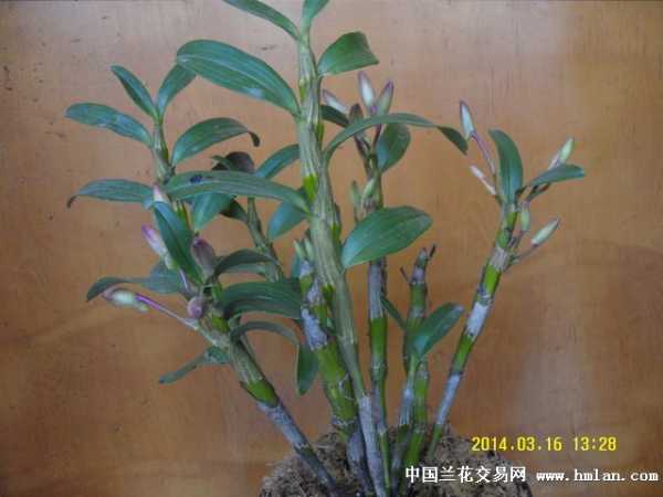 家种石斛，讲究知多少？,象征,事业,风水布局,第1张