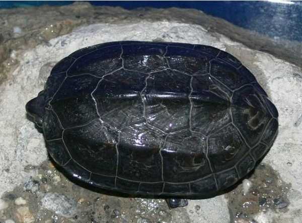 墨龟壳子，解读禁忌与文化意义,象征,事业,能量,第1张