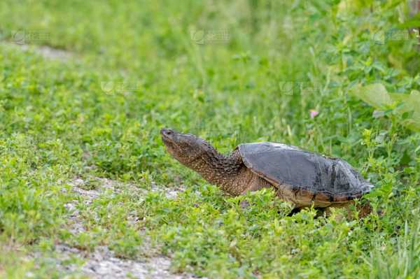 梦见抓龟，周公解的与现实意义,象征,挑战,解梦,第1张
