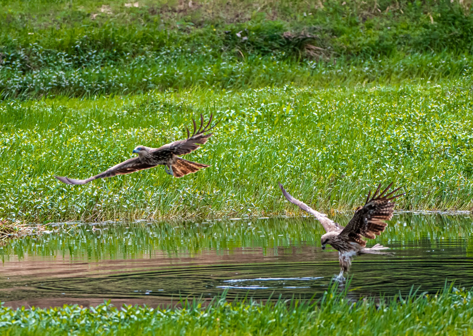 好，用户让我写一篇关于小鸟死进车里的文章，关键词包括预兆和解梦。首先，我需要确定一个吸引人的标题，可能用飞进车里，预示着什么？这样的结构,象征,挑战,希望,第1张