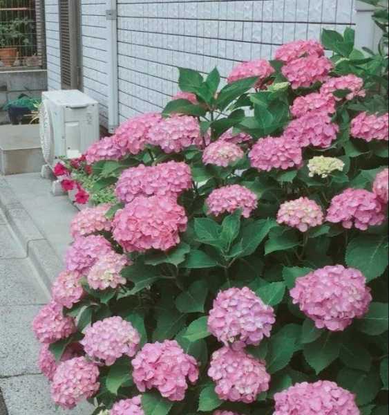 门第外养花讲究,选择植物需谨慎,象征,事业,希望,第1张 门第外养花讲究,选择植物需谨慎,象征,事业,希望,第1张