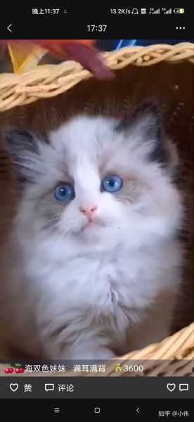 布偶母猫姓名吉凶,为您的爱猫取一个吉利的名字,象征,命运,希望,第1张 布偶母猫姓名吉凶,为您的爱猫取一个吉利的名字,象征,命运,希望,第1张