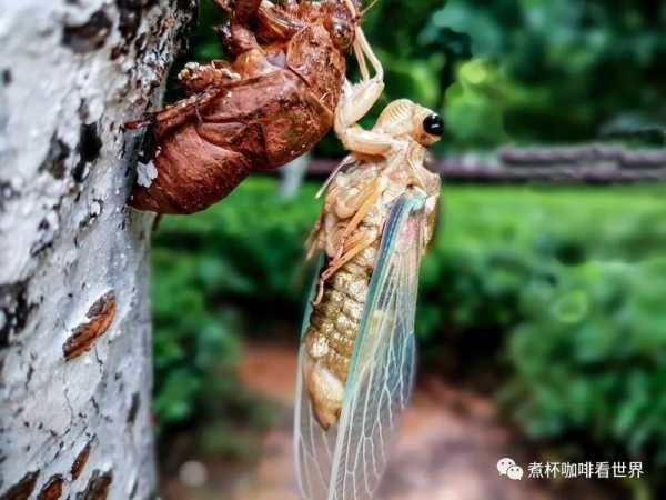 金蝉脱壳算命,命运的蜕变与,象征,命运,八字,第1张 金蝉脱壳算命,命运的蜕变与,象征,命运,八字,第1张