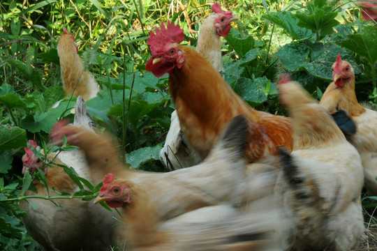 好，用户让我写一篇关于鸡年宝宝取名字忌讳的文章，先写标题，再写内容，内容不少于803个字。首先，我需要确定标题，要吸引人又相关，比如鸡年宝宝取名字忌讳解析，避开不吉利的搭配,象征,希望,宝宝取名,第1张