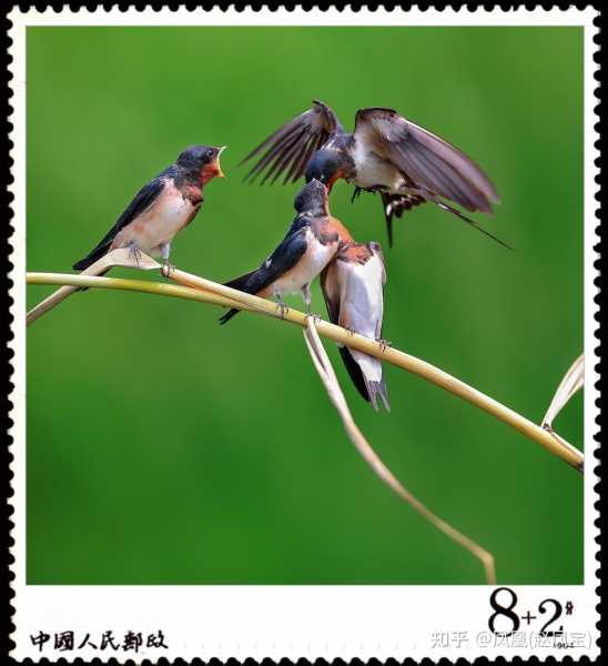 好,用户让我写一篇关于燕子的转运预兆和解梦文章。首先,我需要确定文章的标题,得吸引人又相关。燕子在文化里象征着春天和希望,所以标题可以是燕子的象征意义与转运预兆解析,象征,事业,希望,第1张 好,用户让我写一篇关于燕子的转运预兆和解梦文章。首先,我需要确定文章的标题,得吸引人又相关。燕子在文化里象征着春天和希望,所以标题可以是燕子的象征意义与转运预兆解析,象征,事业,希望,第1张