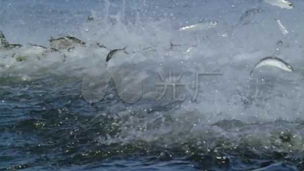 一群鱼跳,预兆与解梦,象征,事业,解梦,第1张 一群鱼跳,预兆与解梦,象征,事业,解梦,第1张