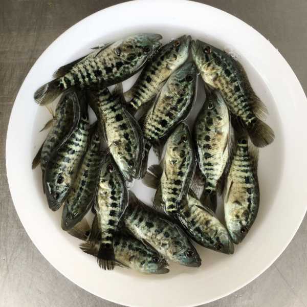 梦见买鱼苗,预兆与解梦解析,象征,挑战,希望,第1张 梦见买鱼苗,预兆与解梦解析,象征,挑战,希望,第1张