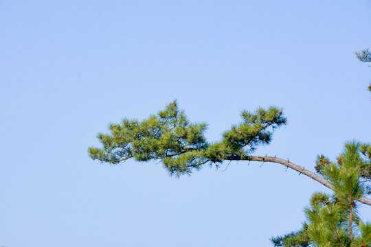 好,用户让我写一篇关于松树和关的文章,标题和内容都要写。首先,我得确定标题,得简洁又能吸引人。松树和,可能用松树与,自然力量与文化智慧的对话这样的标题,既有自然元素,又点明了的主题,象征,气场,文化传承,第1张 好,用户让我写一篇关于松树和关的文章,标题和内容都要写。首先,我得确定标题,得简洁又能吸引人。松树和,可能用松树与,自然力量与文化智慧的对话这样的标题,既有自然元素,又点明了的主题,象征,气场,文化传承,第1张