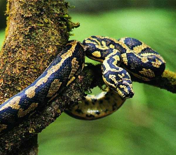 蛇年生肖运势解析,男性运势全解析,象征,事业,希望,第1张 蛇年生肖运势解析,男性运势全解析,象征,事业,希望,第1张