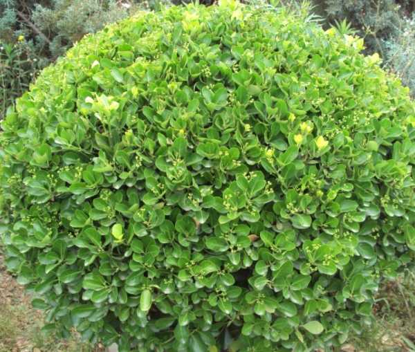 黄杨姓宝宝取名指南,象征,希望,宝宝取名,第1张 黄杨姓宝宝取名指南,象征,希望,宝宝取名,第1张