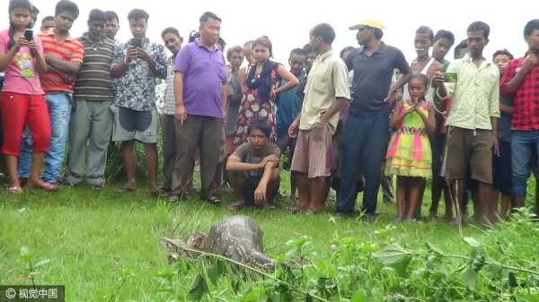 梦见羊吃巨蟒,解读梦境中的神秘力量,象征,挑战,自我,第1张 梦见羊吃巨蟒,解读梦境中的神秘力量,象征,挑战,自我,第1张