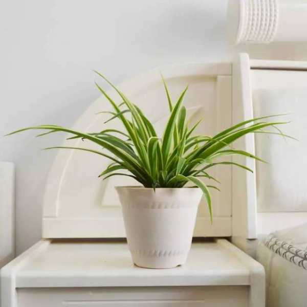 室内养花讲究,让家更美好,象征,事业,风水,第1张 室内养花讲究,让家更美好,象征,事业,风水,第1张