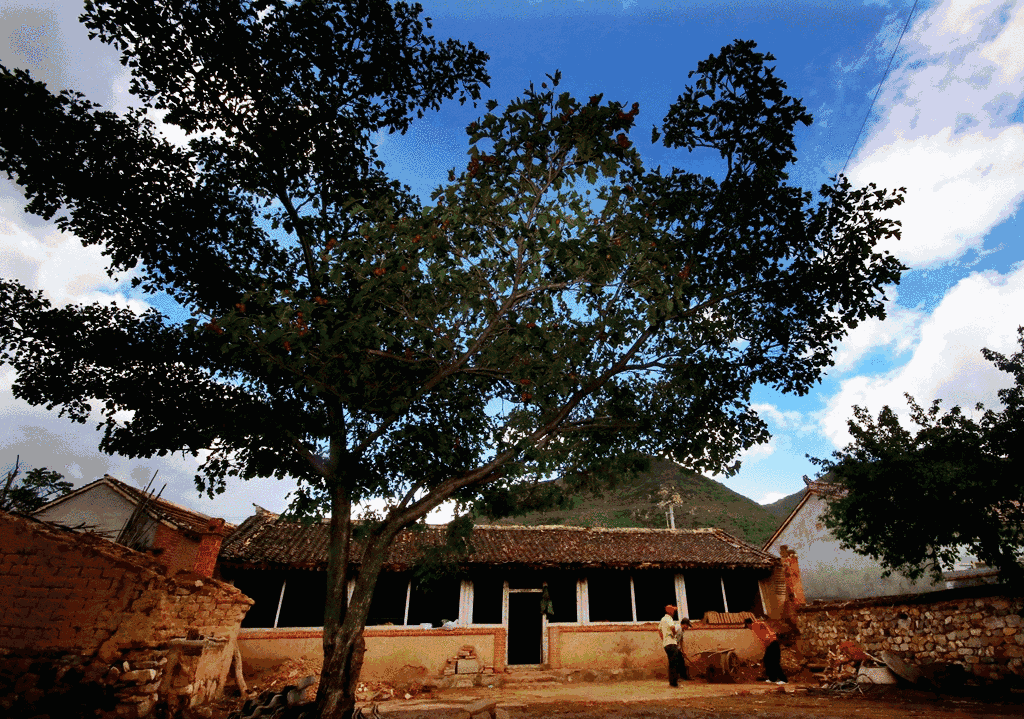 农村房间布置，花的挑选与摆放技巧,象征,希望,风水,第1张