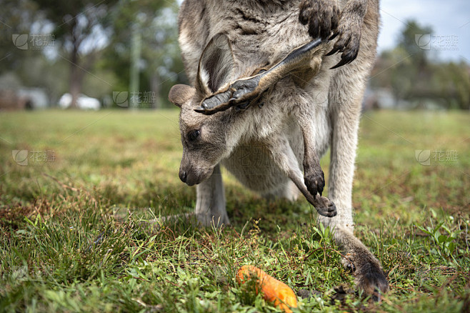 袋鼠宝宝取名指南，从传统到现代，探索宝宝命名的多样性,象征,希望,宝宝取名,第1张
