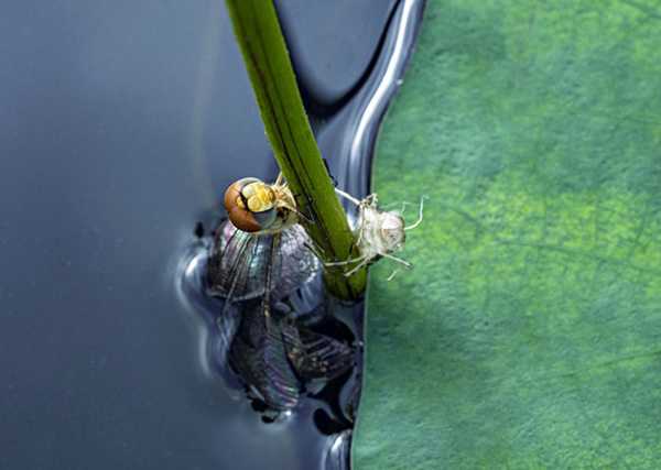 枕边虫子,一场关于生命与记忆的周公解梦,象征,挑战,自我,第1张 枕边虫子,一场关于生命与记忆的周公解梦,象征,挑战,自我,第1张