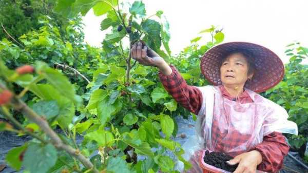 梦见摘桑葚，解读梦境的深层含义,象征,希望,解梦,第1张