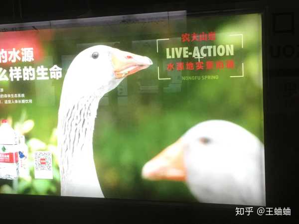 好,用户让我写一篇关于野鸟撞窗有什么预兆解梦的文章,先写标题,再写内容,内容不少于848个字。首先,我需要理解用户的需求。他们可能对占卜或心理暗示感兴趣,或者有朋友遇到类似的情况,想了解背后的意义,象征,挑战,希望,第1张 好,用户让我写一篇关于野鸟撞窗有什么预兆解梦的文章,先写标题,再写内容,内容不少于848个字。首先,我需要理解用户的需求。他们可能对占卜或心理暗示感兴趣,或者有朋友遇到类似的情况,想了解背后的意义,象征,挑战,希望,第1张