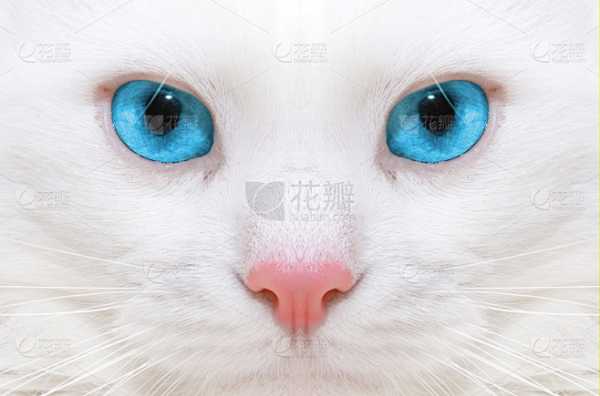 白猫，解读内心独白的无声语言,象征,挑战,希望,第1张