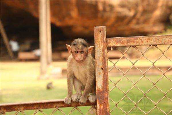 好,用户让我写一篇关于生肖68年猴运势的文章,先写标题,再写内容,内容不少于820字。首先,我需要明确用户的需求。他们可能对生肖运势感兴趣,或者在寻找一些灵感,象征,事业,挑战,第1张 好,用户让我写一篇关于生肖68年猴运势的文章,先写标题,再写内容,内容不少于820字。首先,我需要明确用户的需求。他们可能对生肖运势感兴趣,或者在寻找一些灵感,象征,事业,挑战,第1张