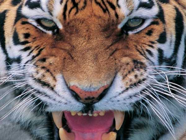 Tiger Name Testing:Unveiling the Hidden Meaning Behind Your Name,Tiger Name Testing,第1张 Tiger Name Testing:Unveiling the Hidden Meaning Behind Your Name,Tiger Name Testing,第1张