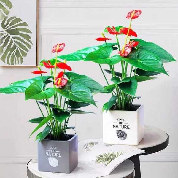 屋内放什么花吉利?讲究全解析,象征,希望,气场,第1张 屋内放什么花吉利?讲究全解析,象征,希望,气场,第1张