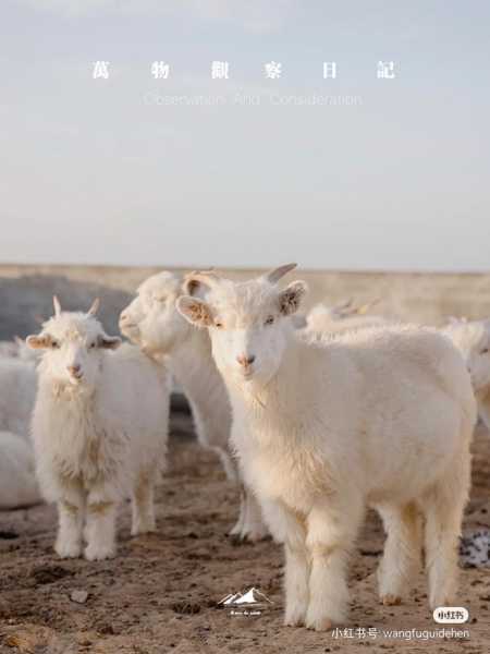 好，用户让我写一篇关于91羊和98虎八字测算的文章，首先得确定标题。标题要简洁有力，能够吸引读者，所以91羊与98虎，八字测算背后的听起来不错,命运,事业,八字,第1张