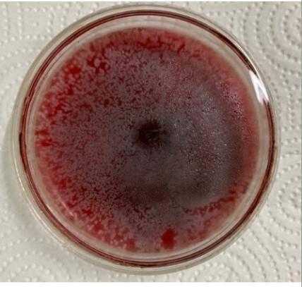 梦见动物血，解读周公解梦的深层含义,象征,挑战,自我,第1张