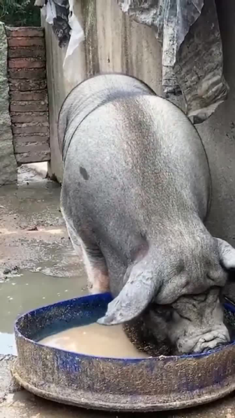 吃食，解梦解析与心理暗示,象征,事业,挑战,第1张