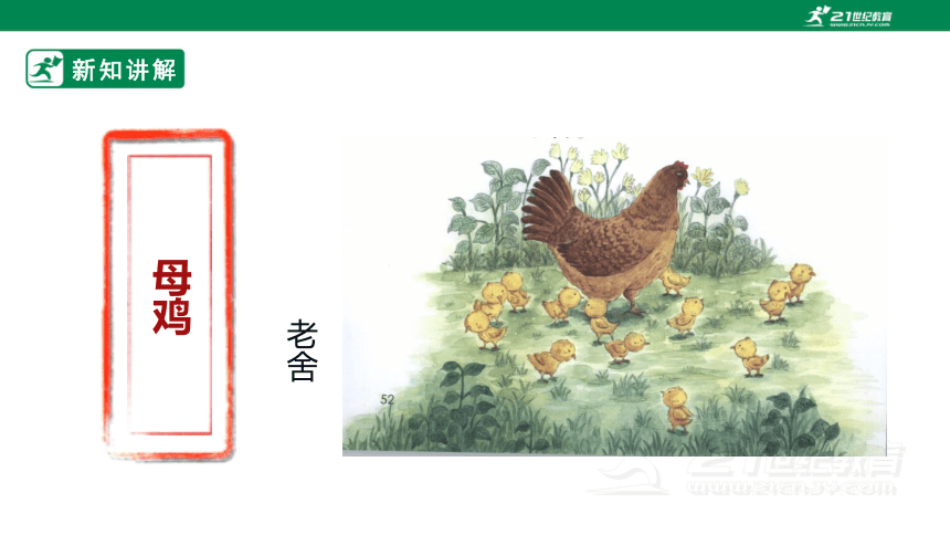 梦见新母鸡，解读周公解梦的深层含义,象征,挑战,希望,第1张