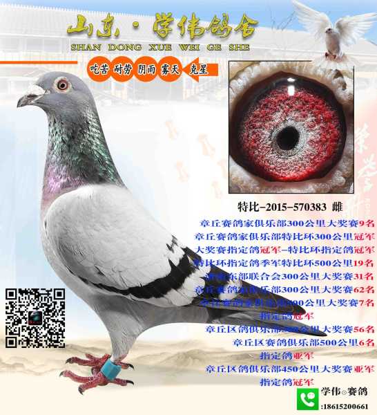 好，用户让我写一篇关于赛鸽名字吉凶的文章。首先，我需要明确用户的需求。他们可能对赛鸽养殖有兴趣，或者想给鸽子起个好名字，可能还想知道名字的好坏对鸽子的影响,象征,能量,吉凶,第1张