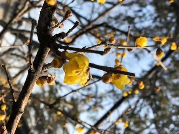 黄梅拜佛求签的地方，自然与人文的融合,象征,命运,挑战,第1张