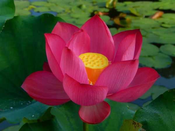 莲台山求签37签，一个关于希望与坚持的古老传说,希望,求签,美好,第1张