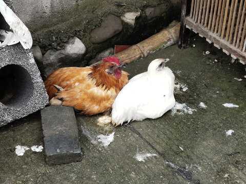 好,用户让我写一篇关于鸡足山求签能带回去文章,首先我需要确定文章的标题。标题要简洁明了,能够吸引读者,所以我想到鸡足山求签,古老传说与现代探索这个标题,既涵盖了传说又带入了现代研究,显得比较全面,命运,事业,求签,第1张 好,用户让我写一篇关于鸡足山求签能带回去文章,首先我需要确定文章的标题。标题要简洁明了,能够吸引读者,所以我想到鸡足山求签,古老传说与现代探索这个标题,既涵盖了传说又带入了现代研究,显得比较全面,命运,事业,求签,第1张