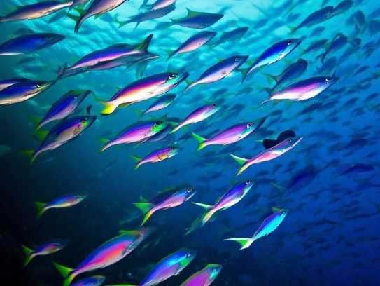 鳍鲤群讲究什么,鳍鲤群讲究什么,象征,希望,气场,第1张