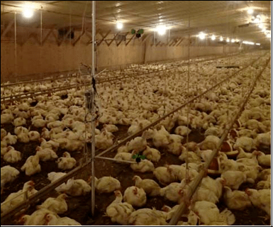 嗯,用户让我写一篇关于建鸡场要注意的的文章,还给了标题和内容的要求。首先,我得理解用户的需求。他们可能是在规划建鸡场,可能是个农民或者养殖户,想要了解方面的知识,以确保鸡场的顺利运行,希望,气场,吉凶,第1张 嗯,用户让我写一篇关于建鸡场要注意的的文章,还给了标题和内容的要求。首先,我得理解用户的需求。他们可能是在规划建鸡场,可能是个农民或者养殖户,想要了解方面的知识,以确保鸡场的顺利运行,希望,气场,吉凶,第1张