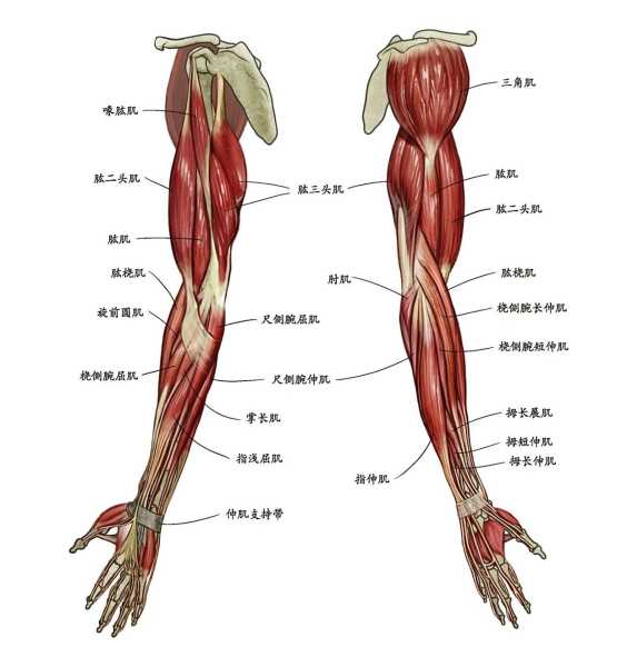 梦见粗大胳膊，预示与解析,象征,挑战,希望,第1张