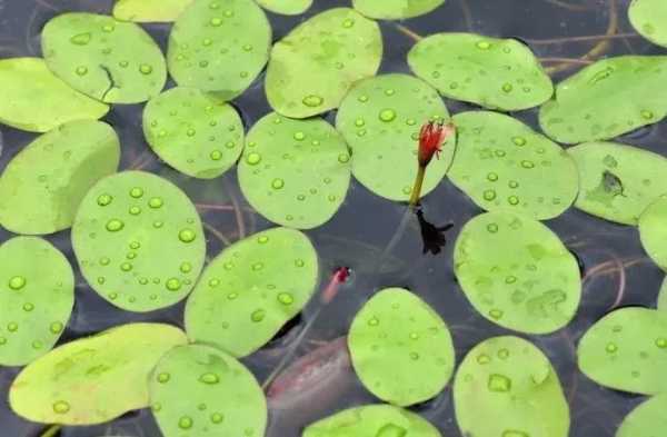 梦见摘苋菜，解读与启示,象征,挑战,希望,第1张