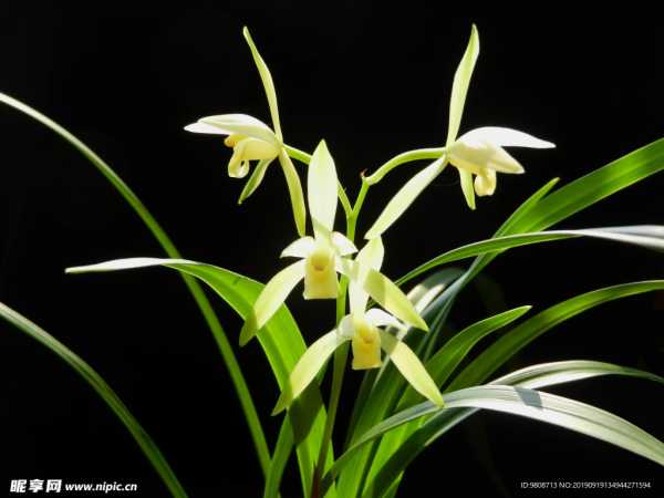 兰花与，桌面养兰花的讲究与布局,象征,事业,希望,第1张